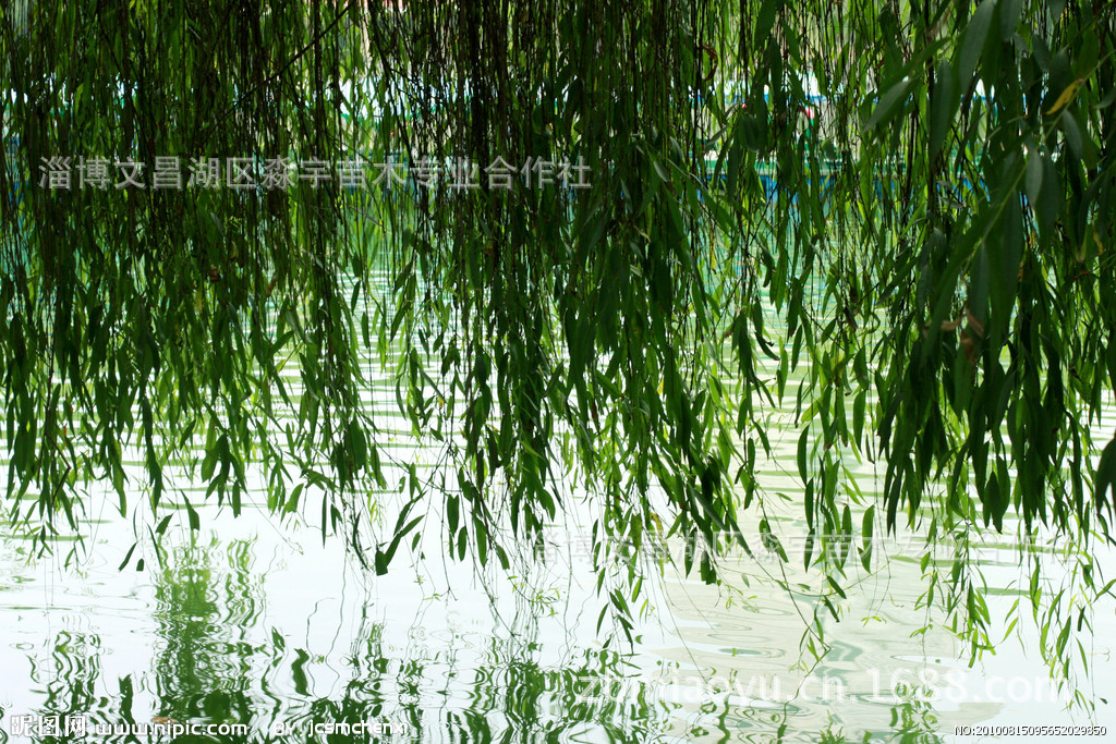 供应美国竹柳 青柳 垂柳 馒头柳 价格优惠 量大从优