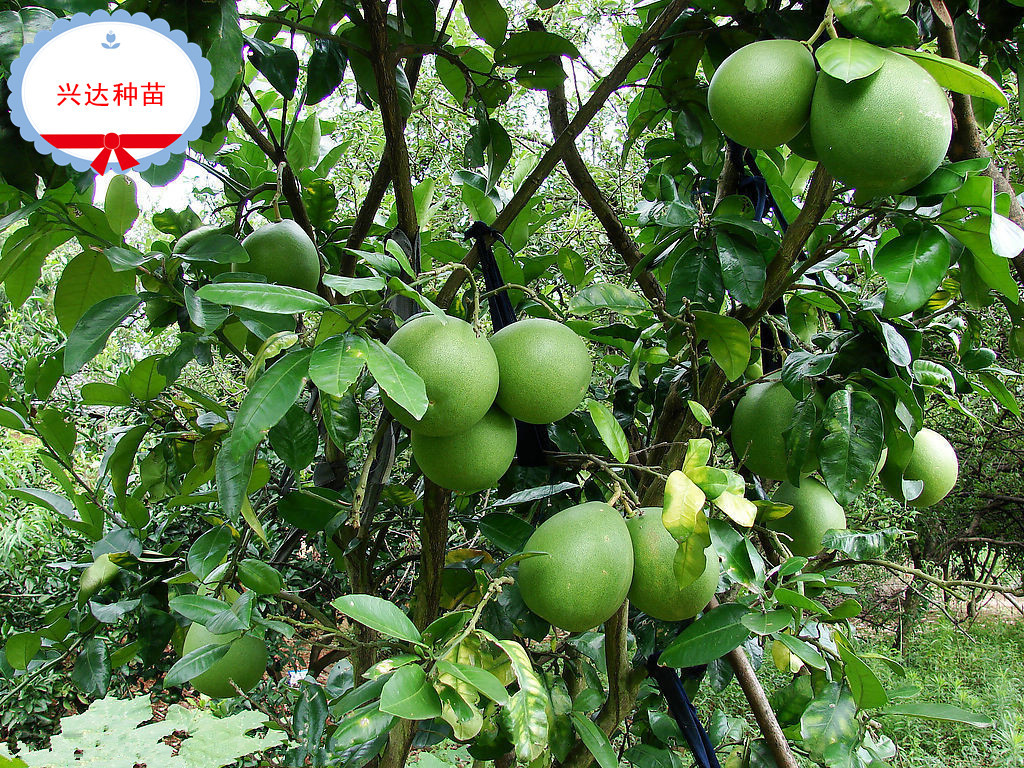 供应高产蜜柚红肉蜜柚嫁接苗兴达苗木基地