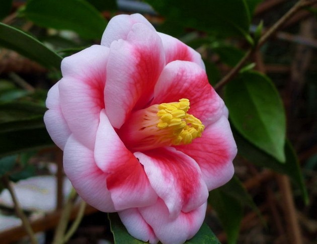茶花种子 茶花树种子 四季可播 观叶观花种可药用茶花种子易播种