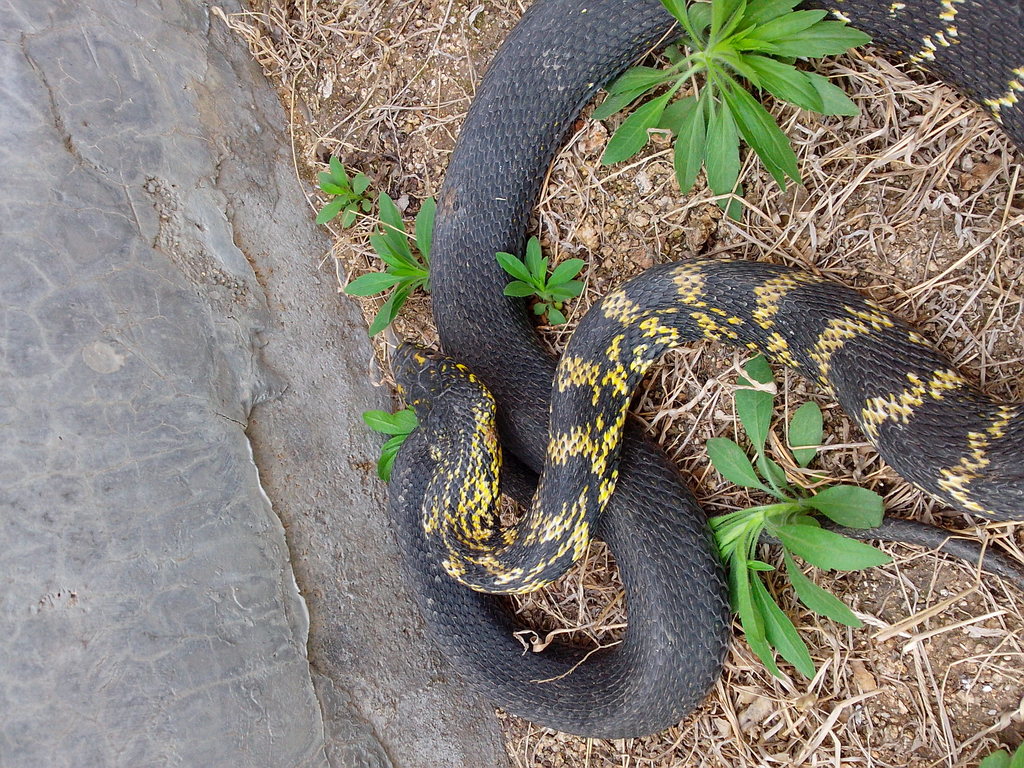 供应水赤炼,火赤炼,小三线,小虎斑等宠物店专用蛇,35元/斤.