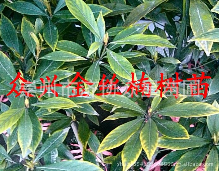 专业培育金丝楠20年