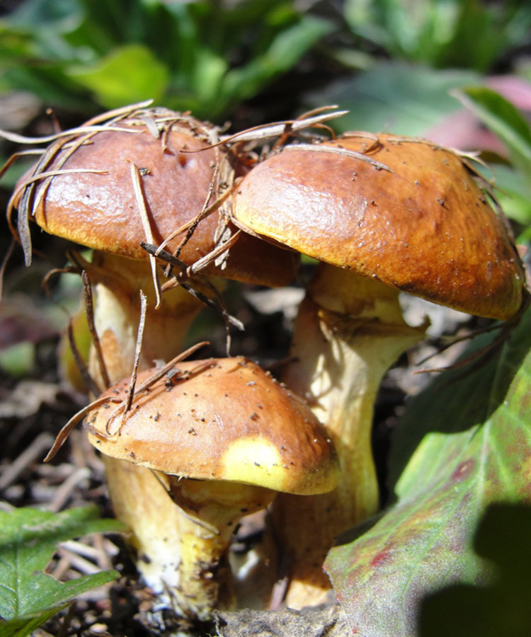 因其鲜菇菌体黄色,外披一层粘滑外衣,而被称为“黄滑松茸&rdquo