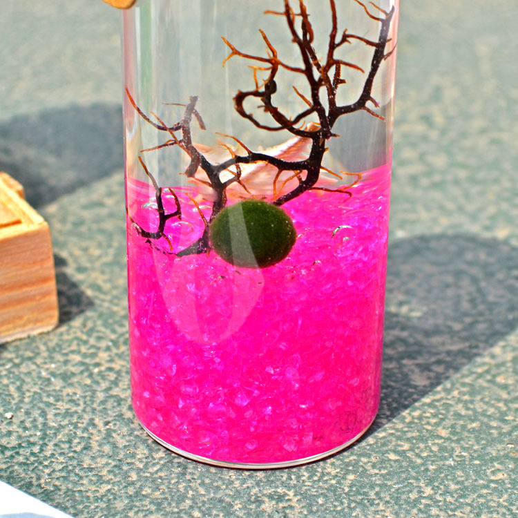 正品北海道阿寒湖海藻球marimo幸福藻球2岁单颗套装