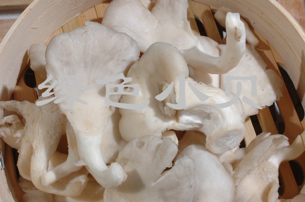 政府,机关)配送批发 绿色食用菌 新鲜姬菇 【锦潮菌业】真姬菇/野生