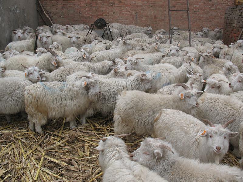 专业肉羊养殖场 大量供应波尔山羊 纯种小尾寒羊 白山羊 黑山羊