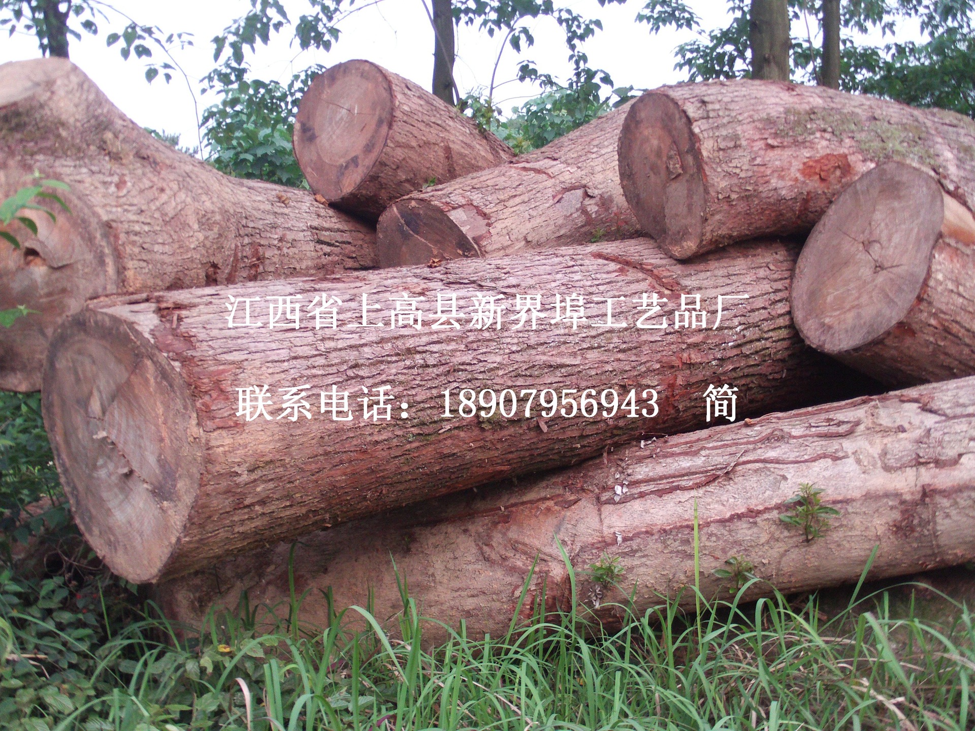 【香樟木 厂家直销原木和板材】价格,批发,供应商厂家 - 上高县新界埠