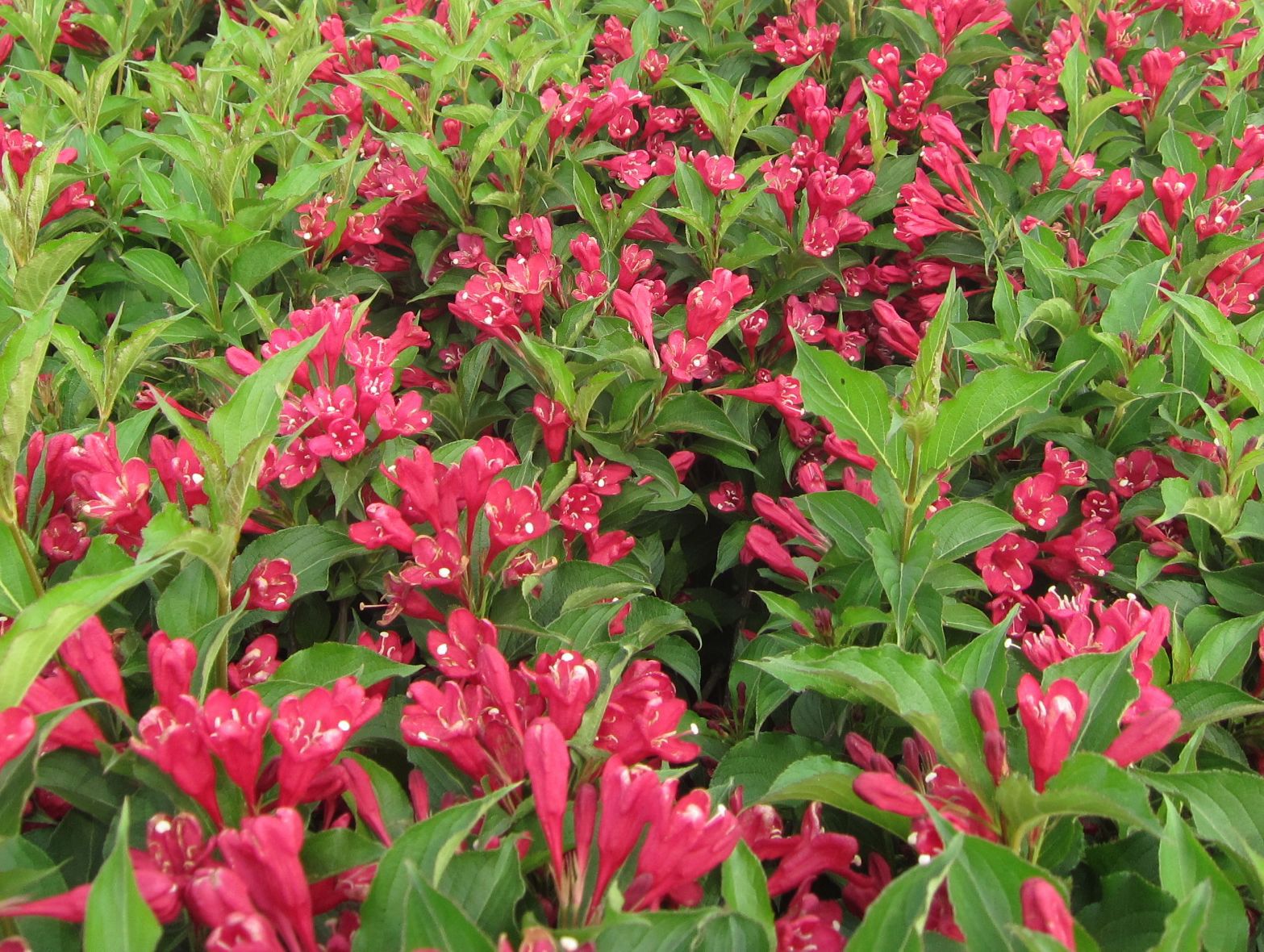 批发供应红王子锦带小苗 工程苗 红王子锦带苗木价格