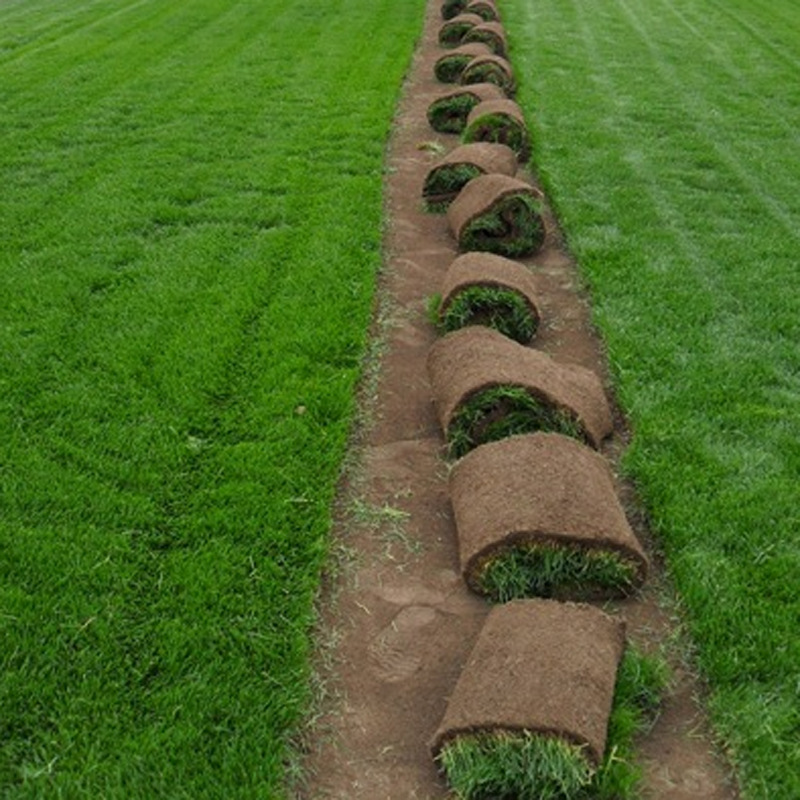北京地区常年供应草皮卷 草坪卷 庭院绿化连土块真草 可送货