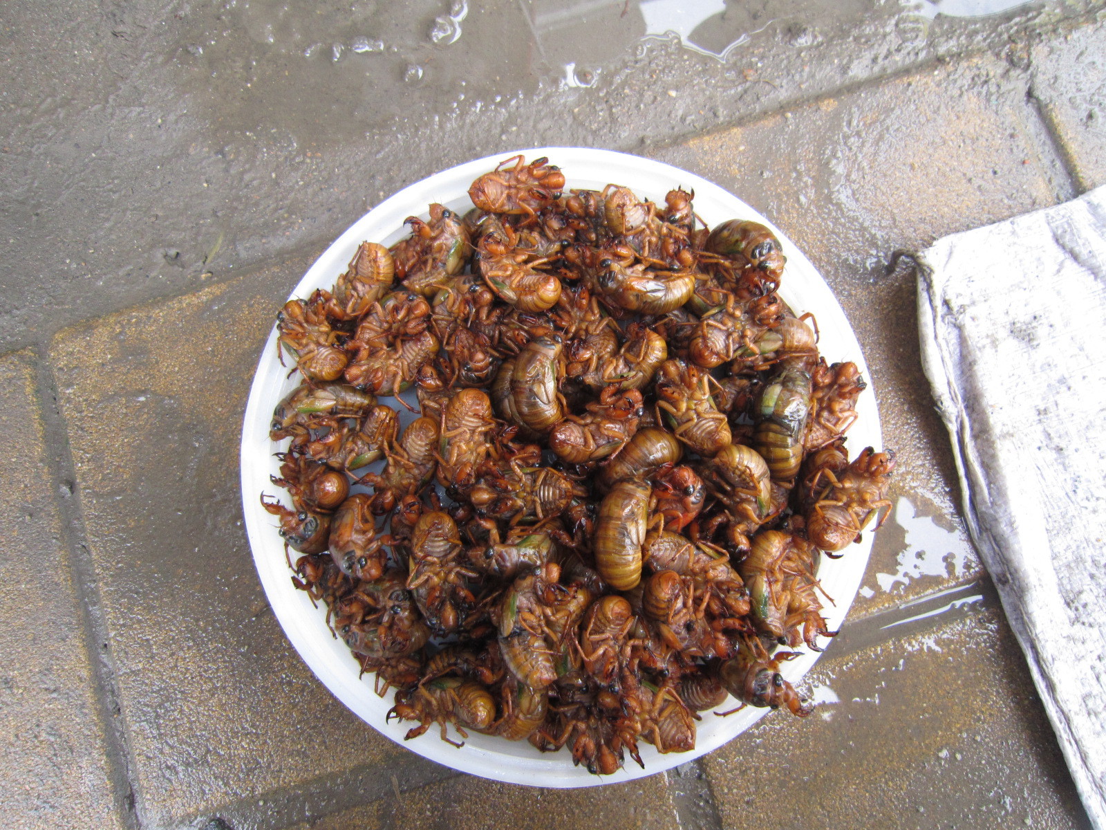 供应野菜礼品盒装-「库存农产品」-马可波罗网