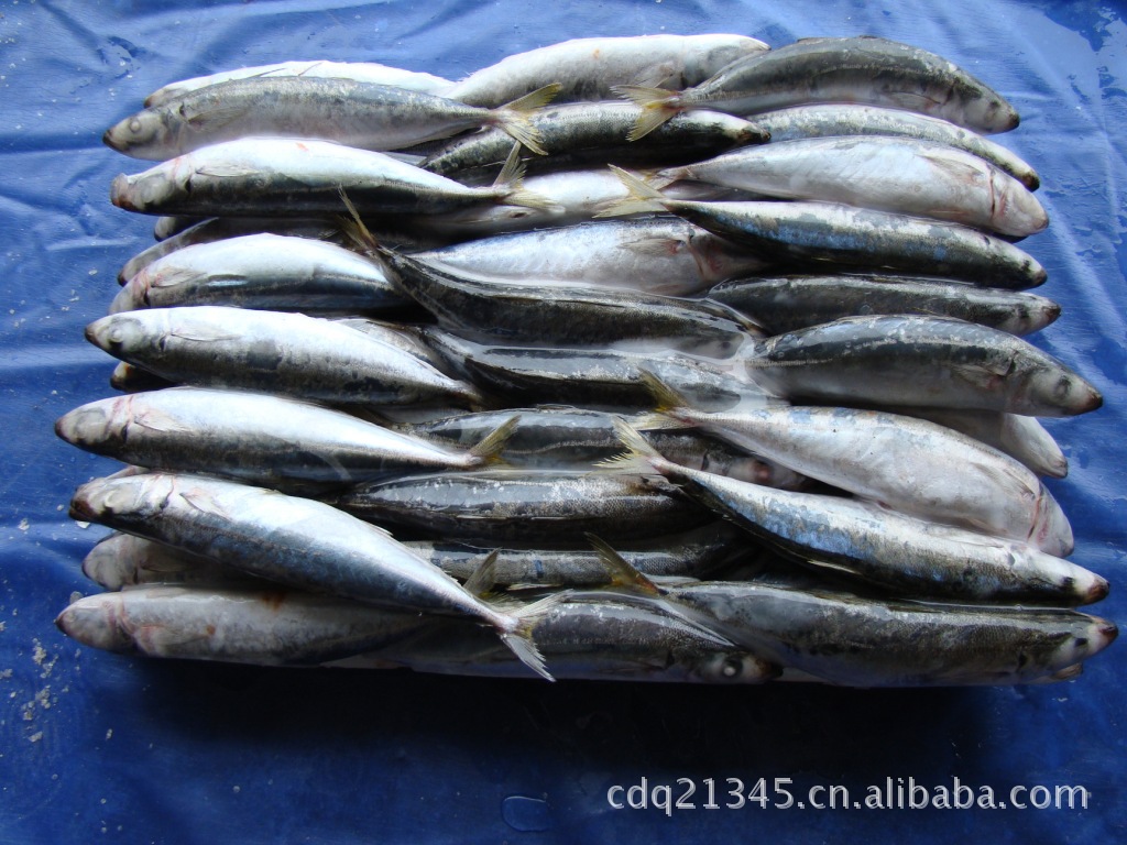 【物美价优】沙丁鱼 福建野生沙丁鱼 冻沙