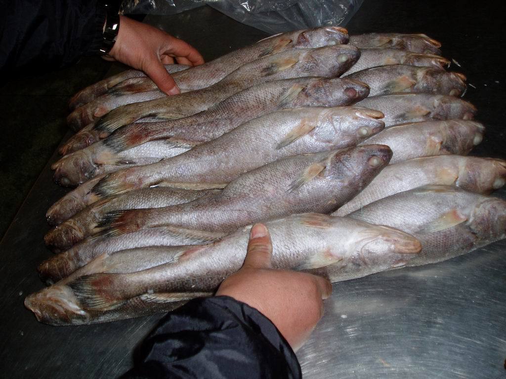 冻三牙鱼进口清关【三牙鱼进口流程】