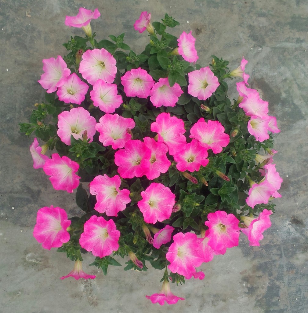 垂吊矮牵牛,单瓣,多色图片_6