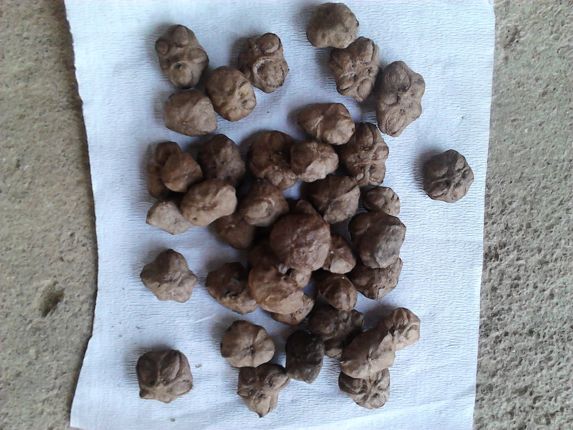 供应仁面子种子 人面子种子 林木种子