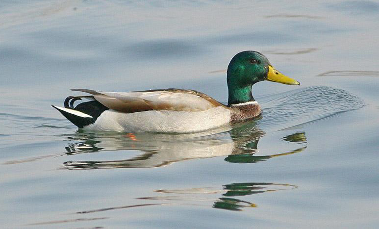 鸭,大麻鸭等,是最常见的大型野鸭,也是除番鸭以外的所有家鸭的祖先,是