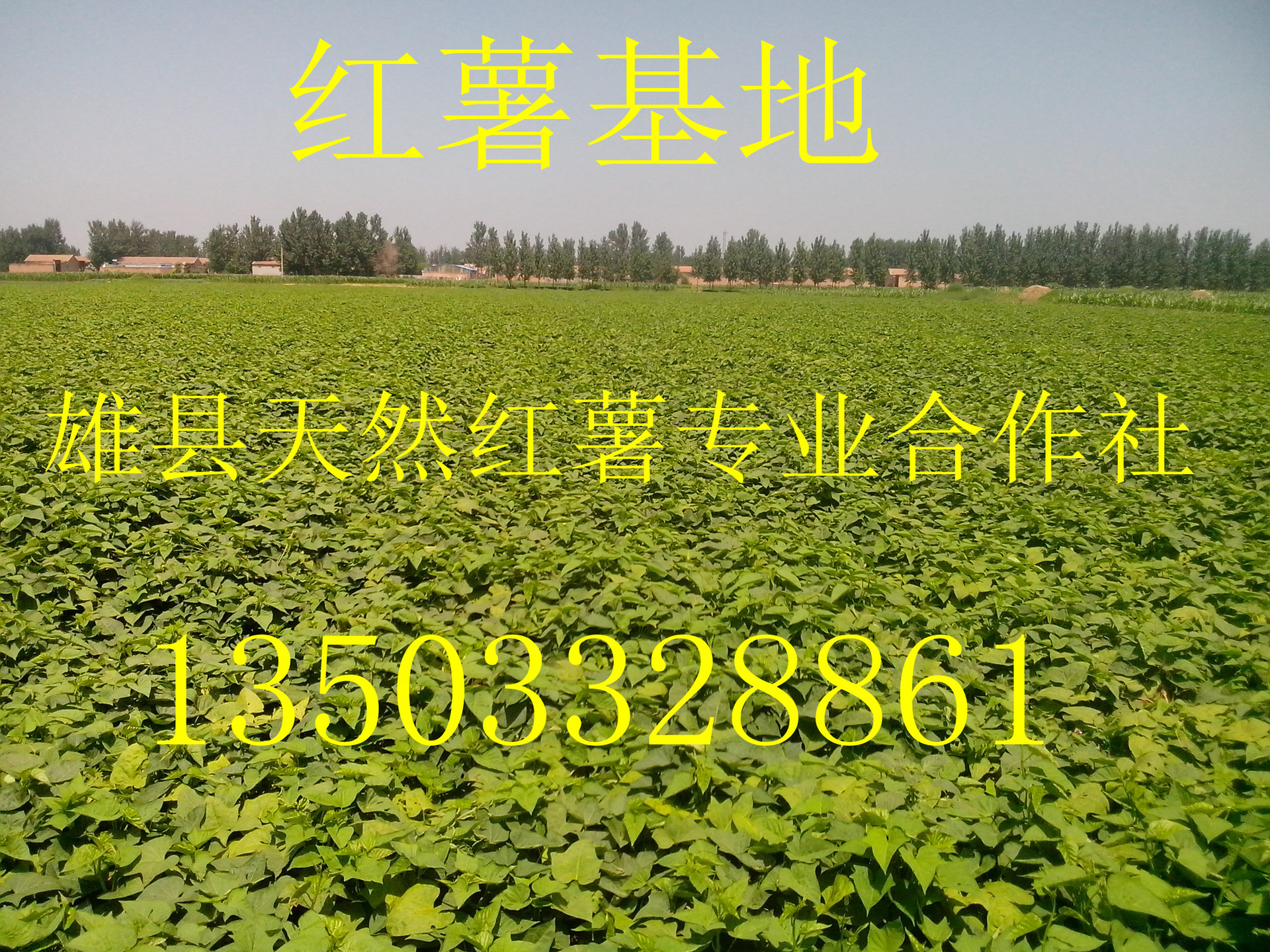 河北雄县早熟型龙薯九大量上市 上万亩红薯基地