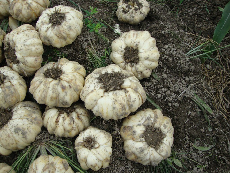 百合种球 龙牙百合种球批发