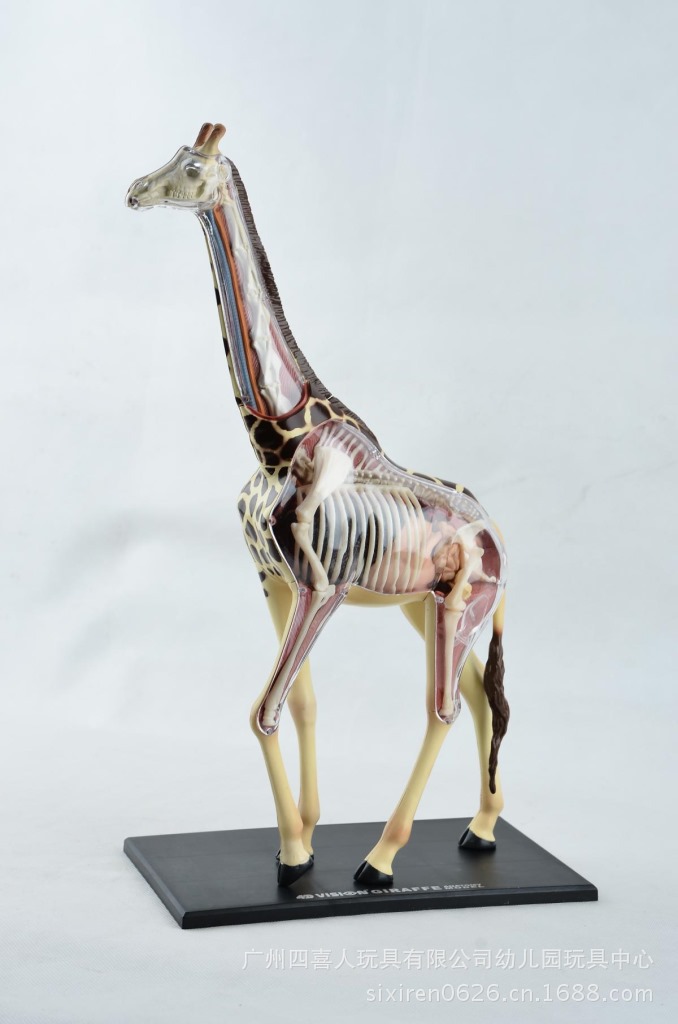 4d master正品长颈鹿标本解剖模型带器官骨骼ha26106