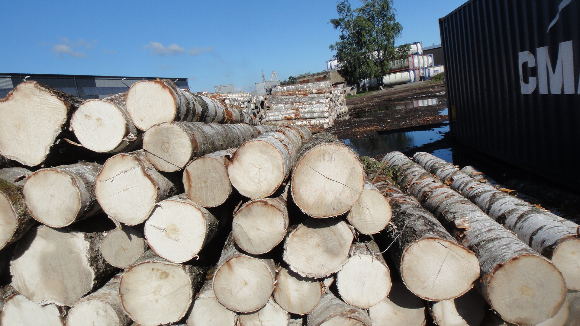 进口欧洲优质桦木原木持续更新中