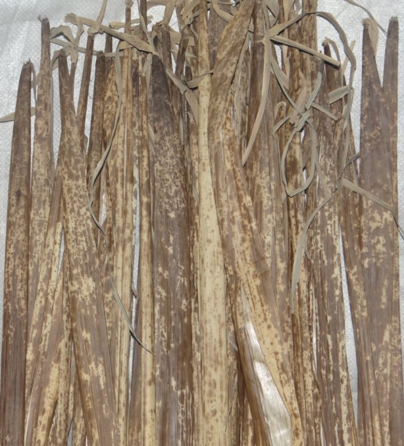 纯天然大山斑竹壳 色泽光鲜亮丽(含微量元素锡)可用作食品包装