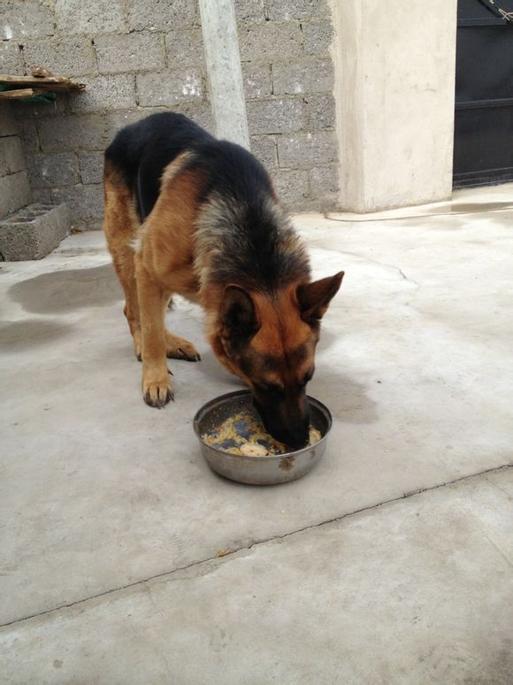 出售德牧犬警犬 纯种德牧幼犬黑背幼犬雪橇犬图片_5