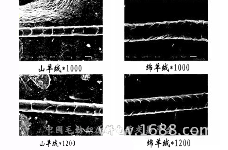 纤维 长度 最长 长度 交叉 长度 有效 长度 中间 长度 最短 长度