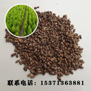 批发供应洒金柏绿化苗木花卉销售种子 花卉种子 植物种子