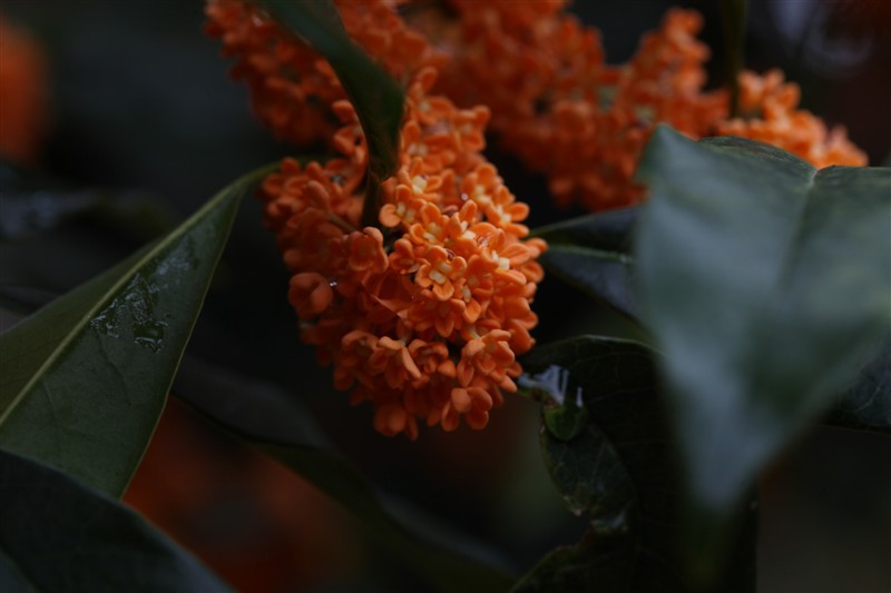 硃砂桂 狀元紅 桂花樹 桂花苗 丹桂苗統地10至30公分1年的苗