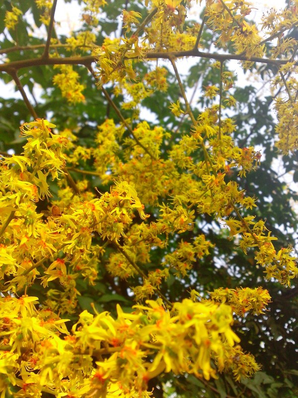 风光之秋 黄山栾树 灯笼树