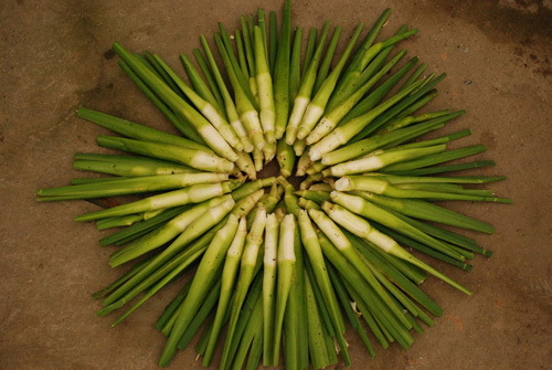 双季茭白苗 菰首菰瓜苗 出遂绿节 篙芭 高瓜种苗