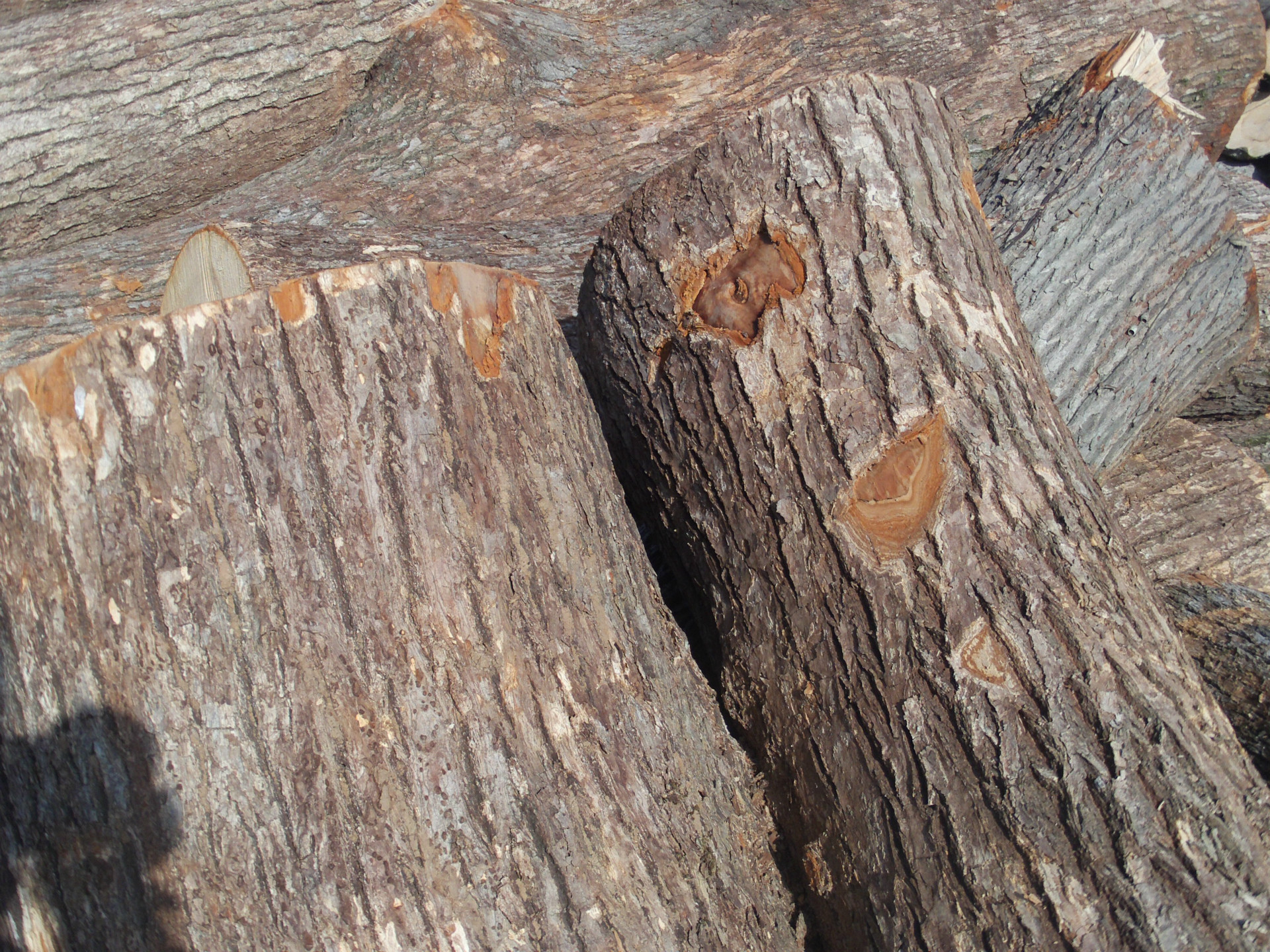 香樟木 供应江西小叶香樟 原木.