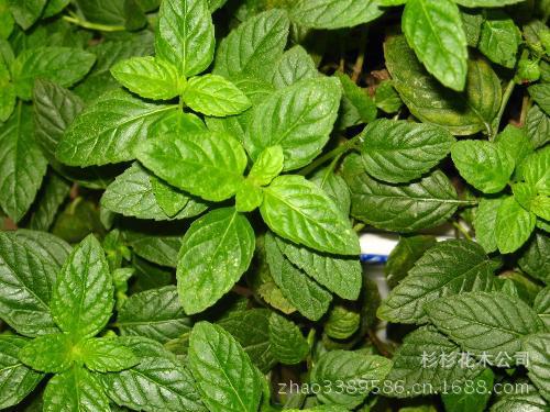 供应彩色地被植物-美国薄荷,又名马薄荷