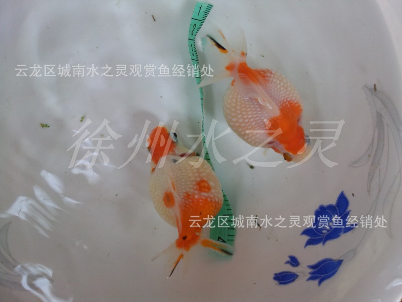 珍珠精品出售 紅白花珍珠 五花珍珠 徐州金魚 批發