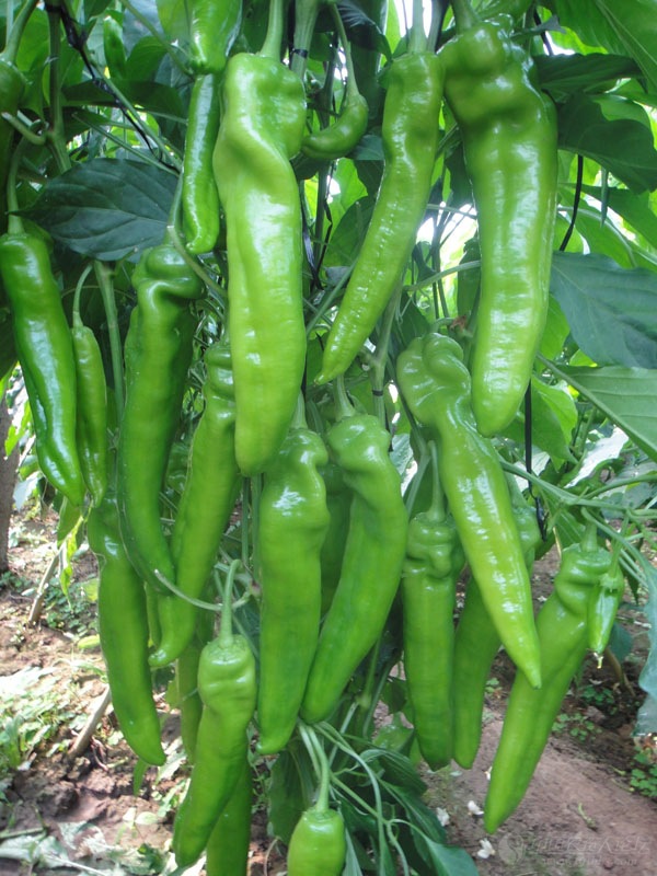 羊角红辣椒图片