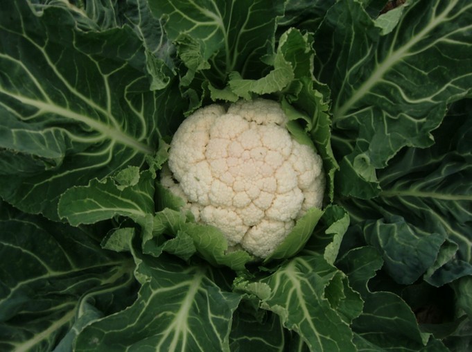蔬菜种子 雪丽莎花椰菜 白菜花 花菜 杂交中熟 高球型 1700粒/包
