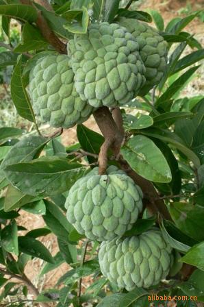 批发供应 台湾ap番荔枝苗 凤梨蜜释迦苗 果树苗木/果苗种苗