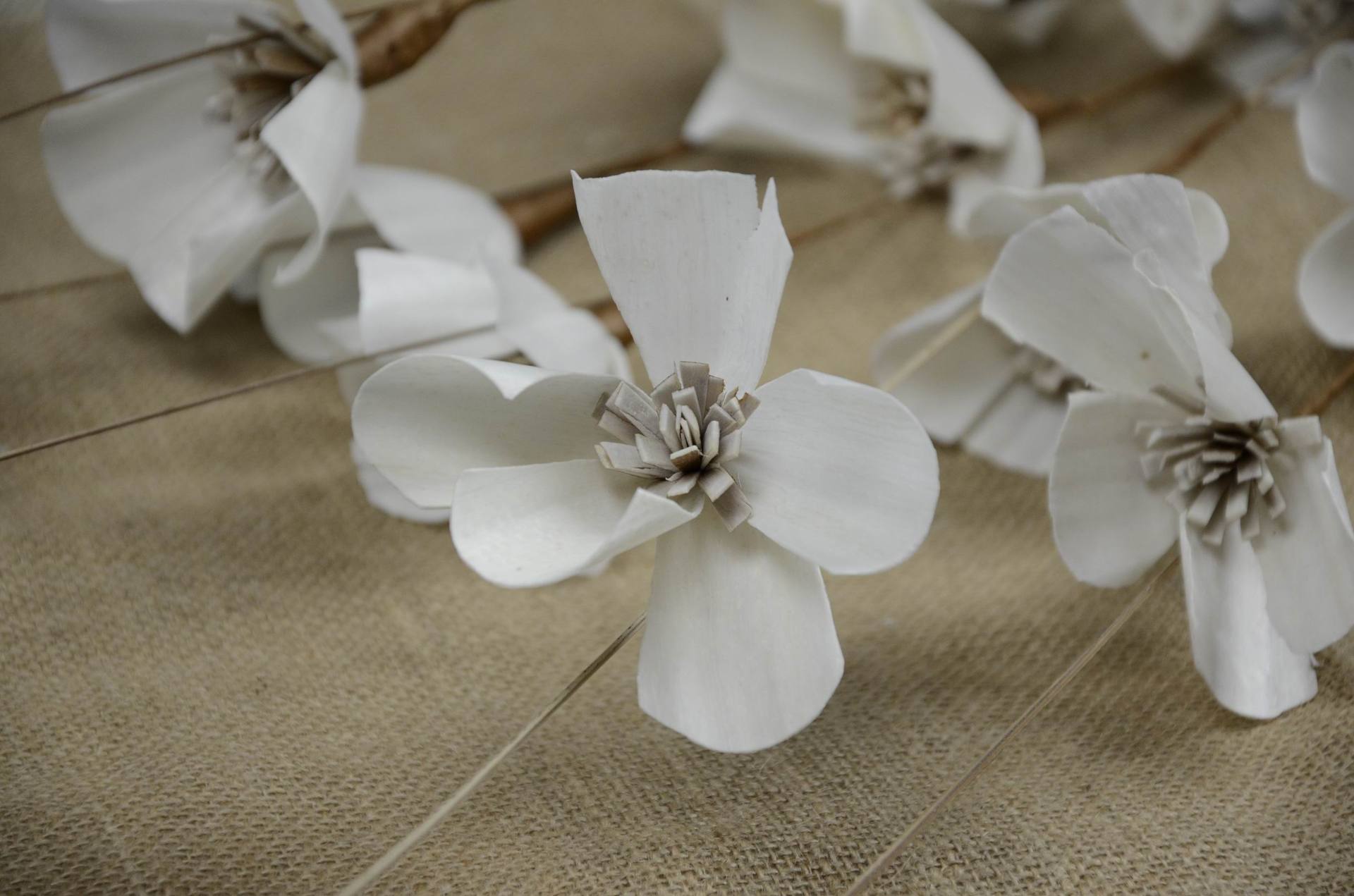 进口环保植物原材料 葵骨三头玉兰花创意干花 厂家直销