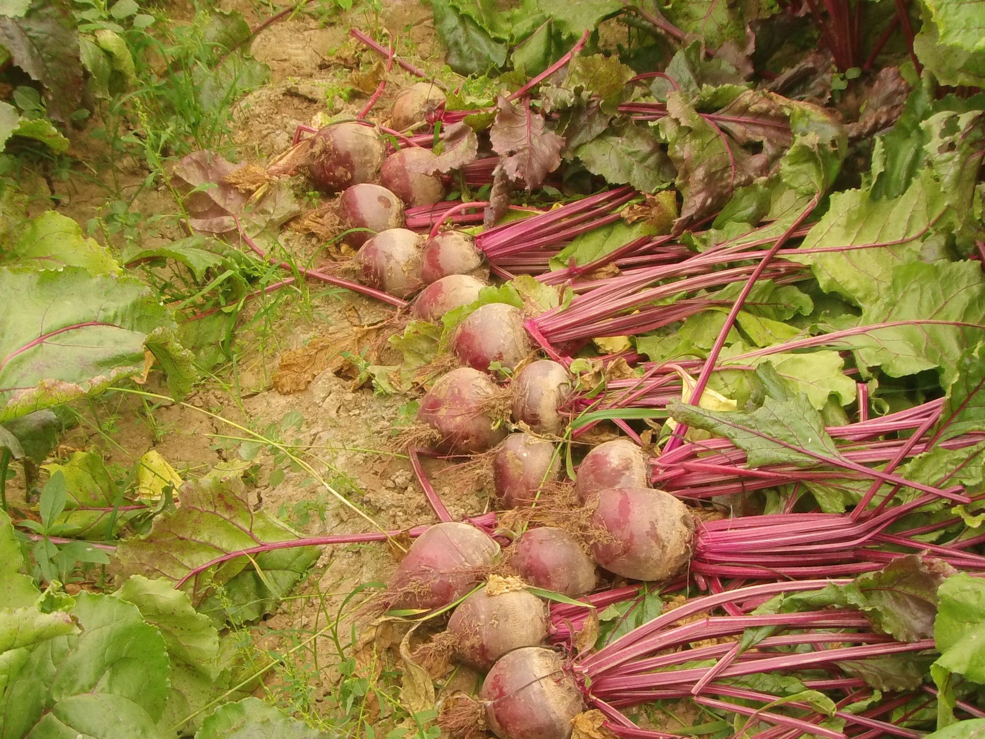 2013荷兰出口级红甜菜甜菜根保健佳品基地直供