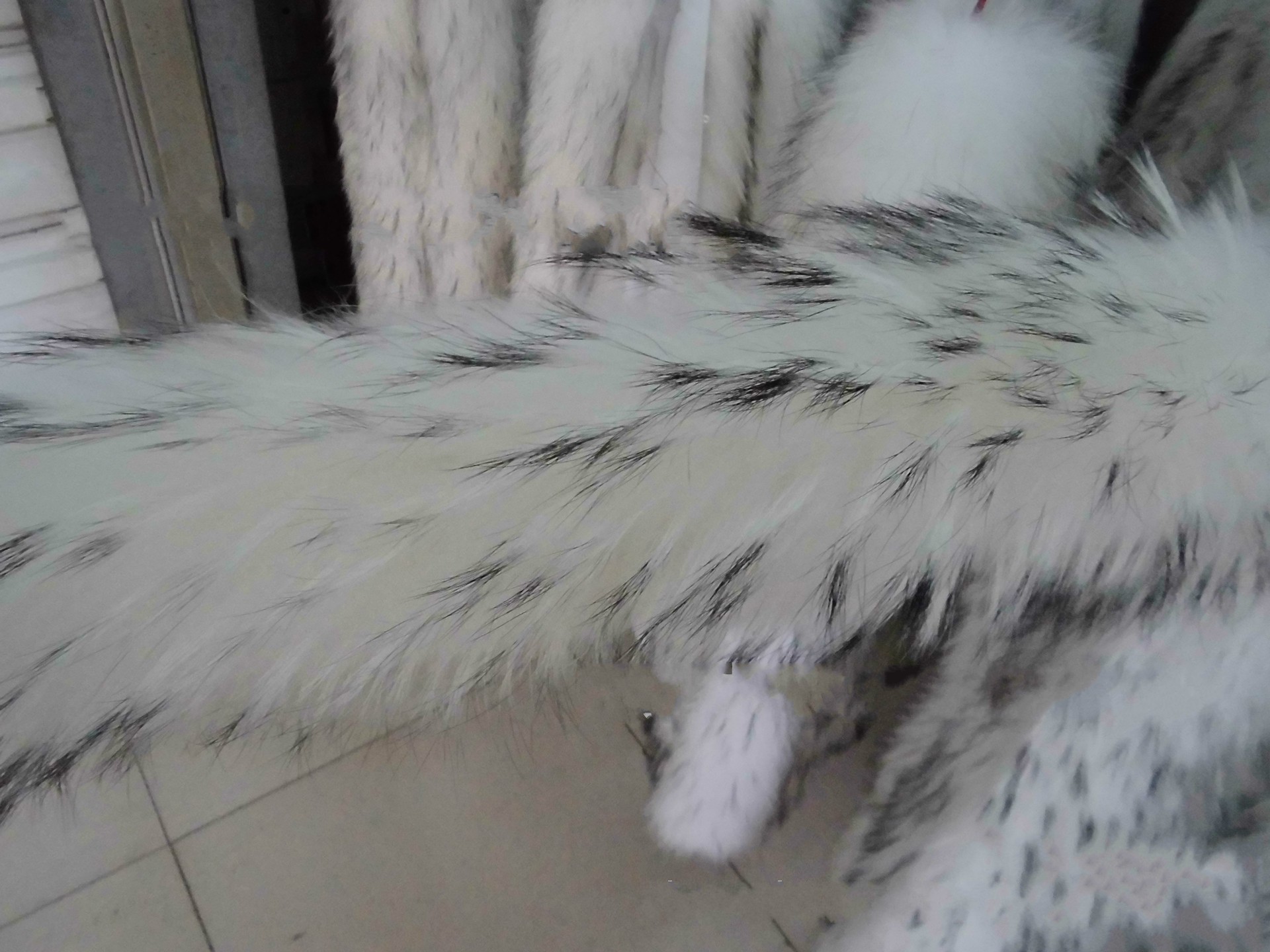 【厂家供应】羽绒服专用白貉子毛条 帽条 白底黑尖 按样染色打样