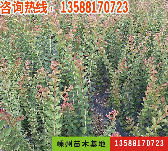 嵊州苗圃批发优质绿化苗木-紫薇小苗