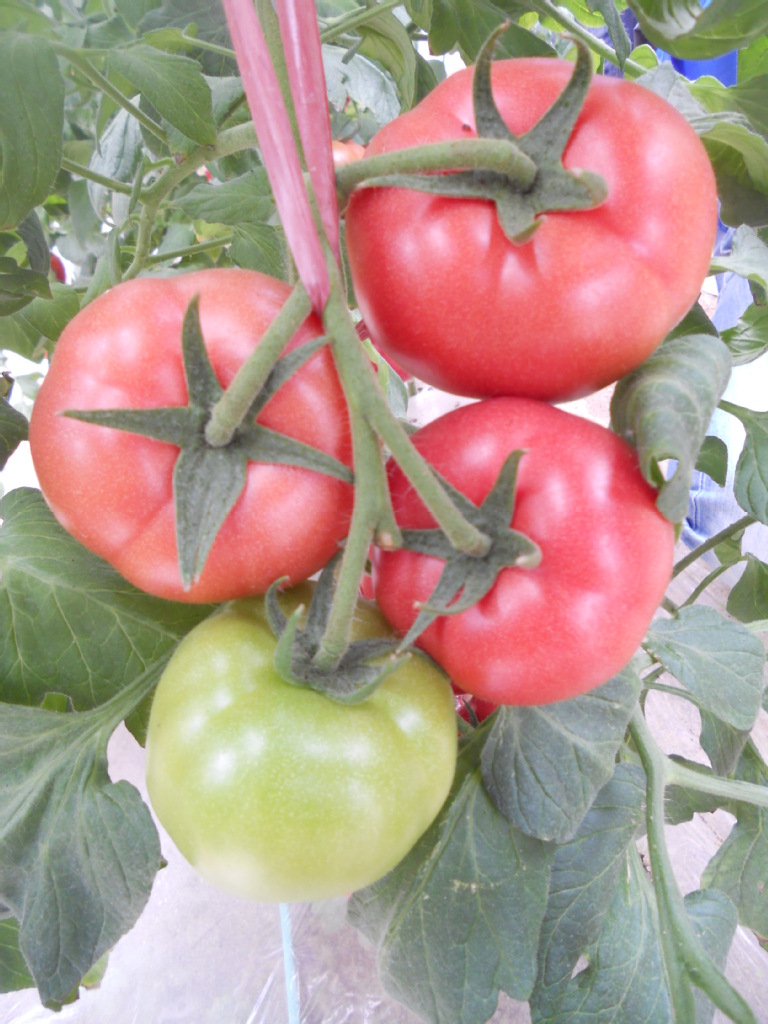 蔬菜种子批发抗ty粉色西红柿毛粉柿子欧瑞种苗