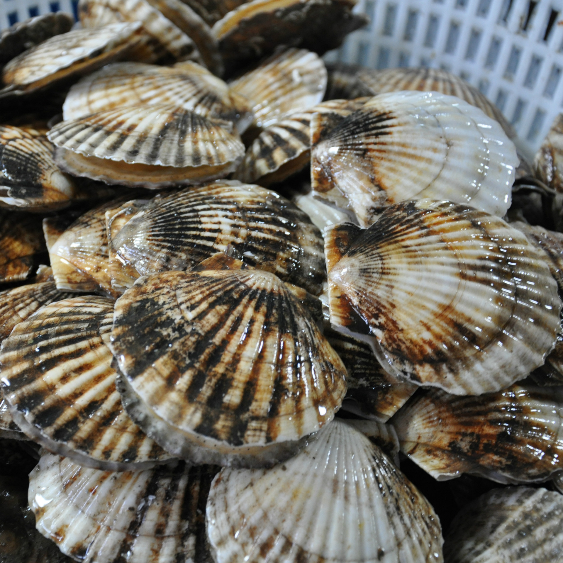 大连扇贝