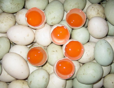 农家散养笨鸭蛋无激素饲料安全健康