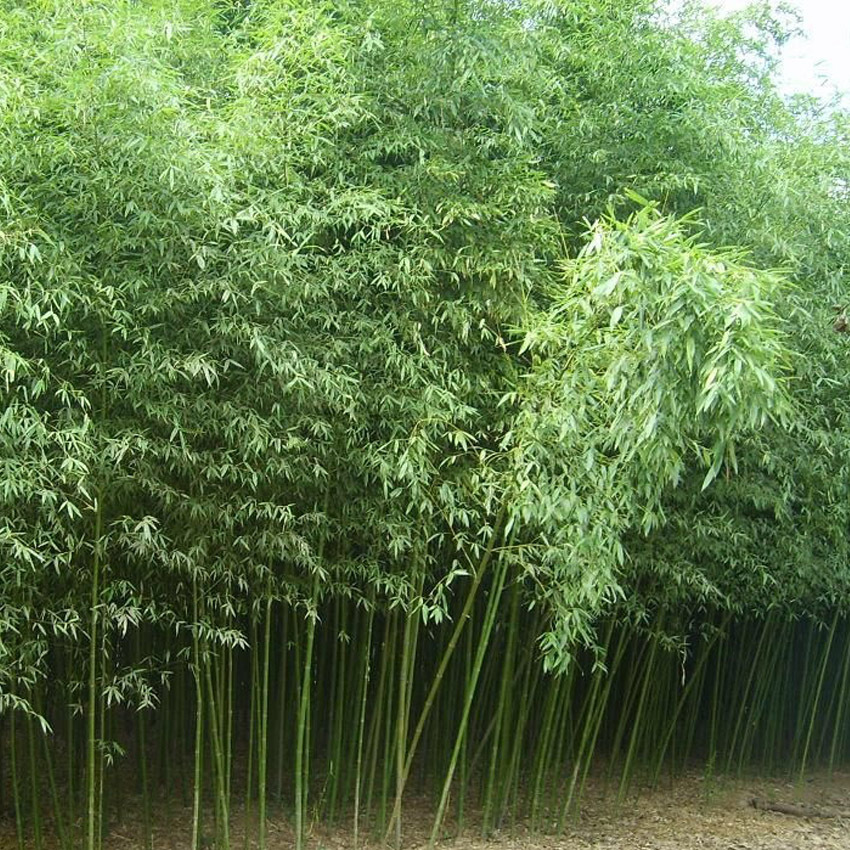 供应淡竹竹苗,地径3公分粗只需5元一棵,规格齐全,价格公道