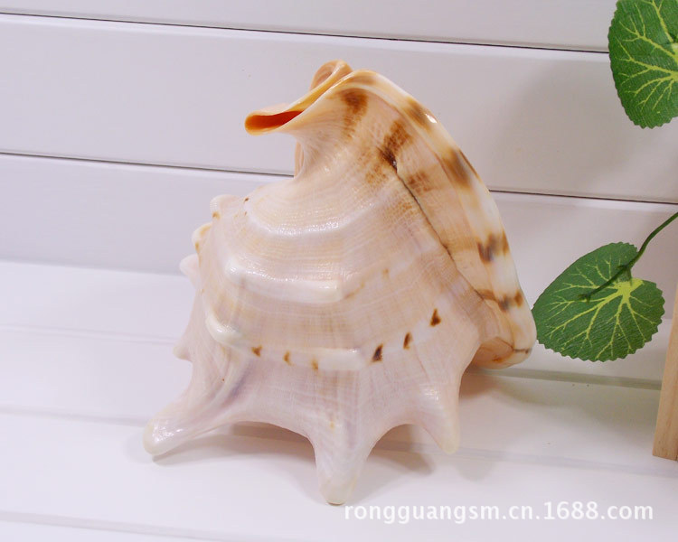 批发贝壳 纯天然贝壳《a9唐冠螺》特色礼品 家居装饰 摆饰海螺