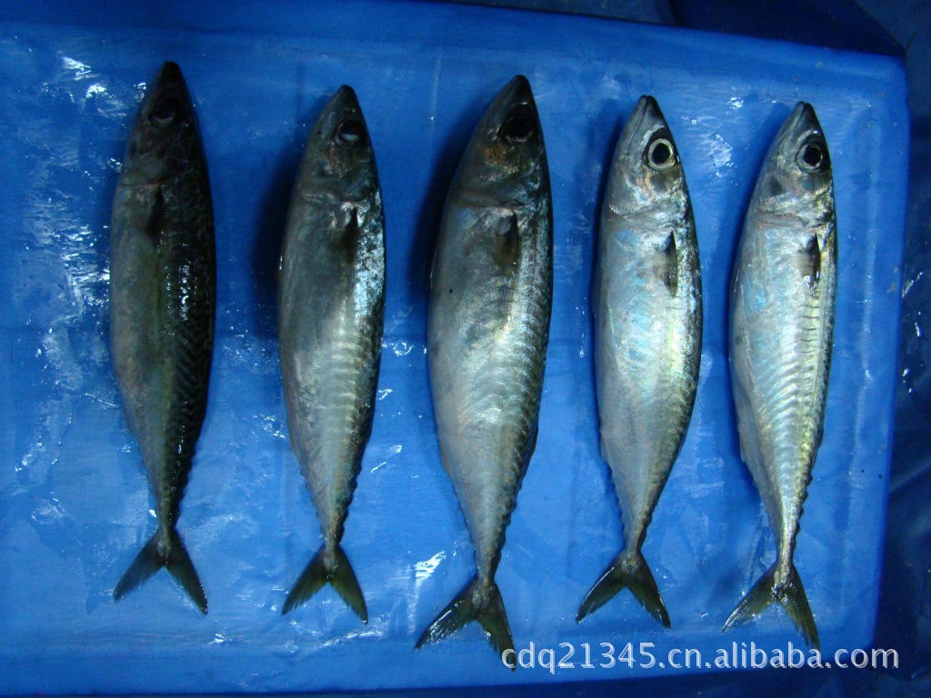 新鲜冷冻 刀鱼 皮刀鱼 东山泰和食品有限