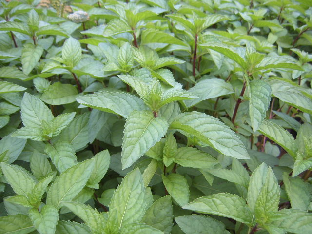 批发供应 北京绿普特供 中国薄荷 量大从优 中国薄荷