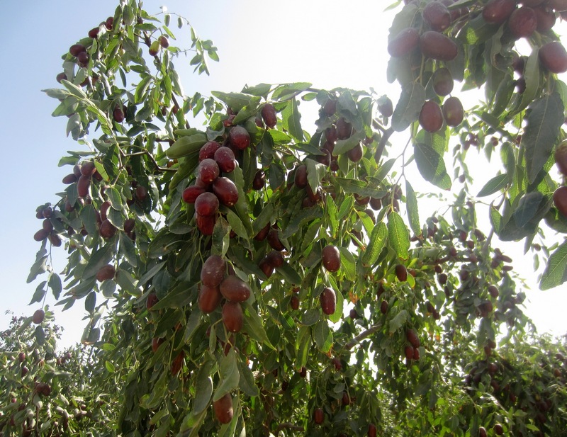 看,都是十几年的大枣树1