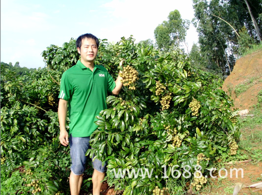 绿杨参龙眼,大量供应