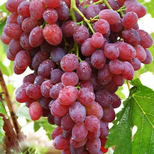 立奇逸 广州进口水果批发 新鲜水果 有籽美国/智利红提