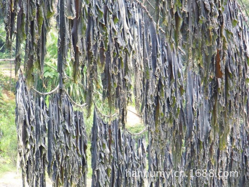 精品无沙海带出售无污染深海海带 干海带 海带根 含碘高30公分